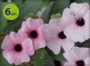 Thunbergia Pink Beauty 6 sztuk